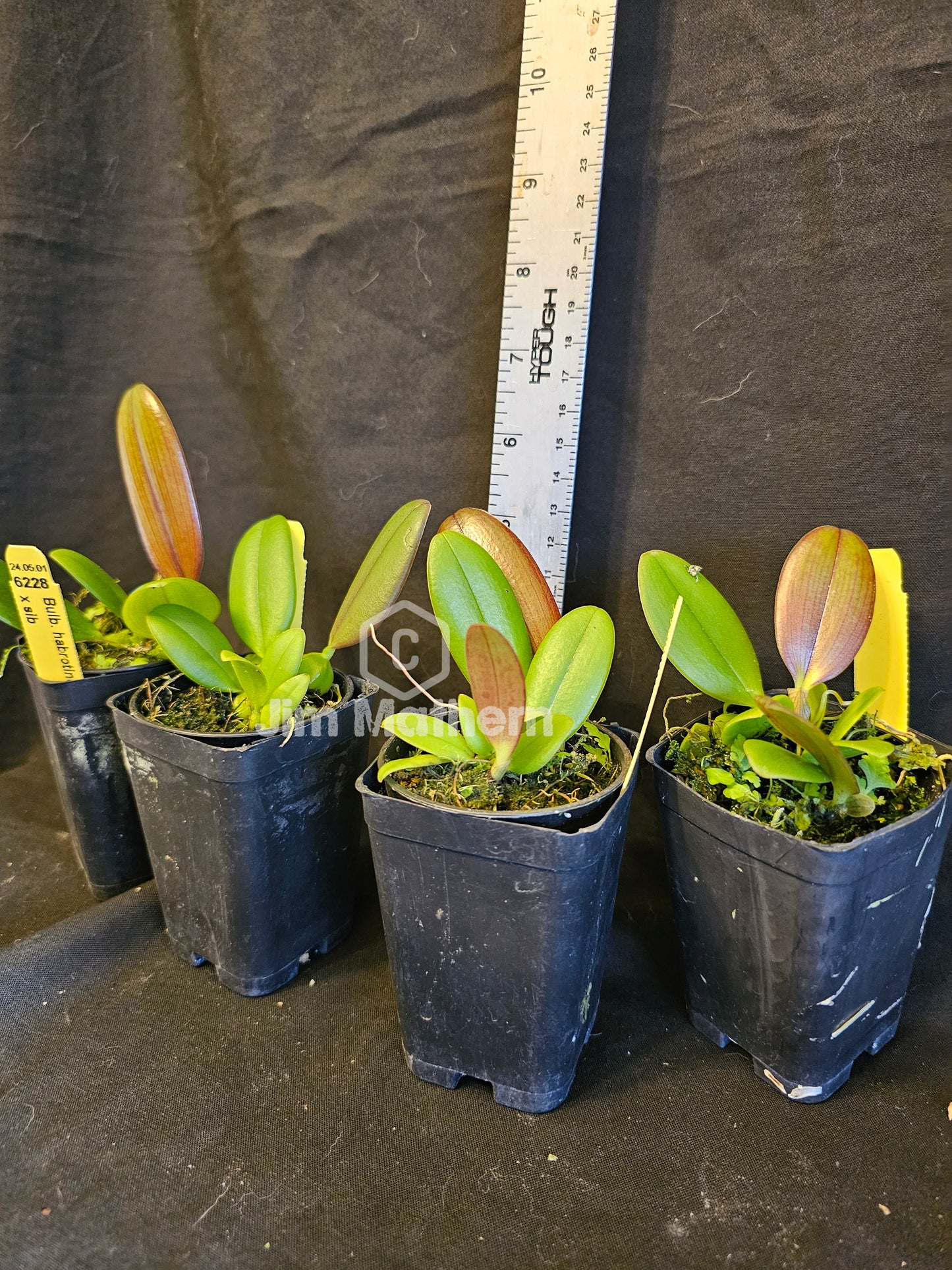 Bulbophyllum habrotinum. Blooming size bulbophyllum orchid species.