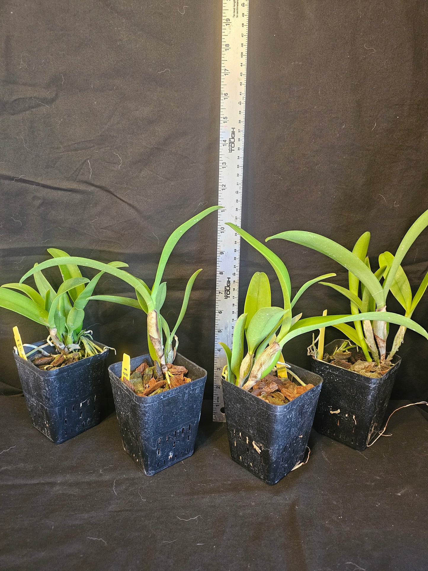Lc Gold Digger 'Orglades Mandarin' Blooming size cattleya orchid clone. Fast grower, profuse bloomer.