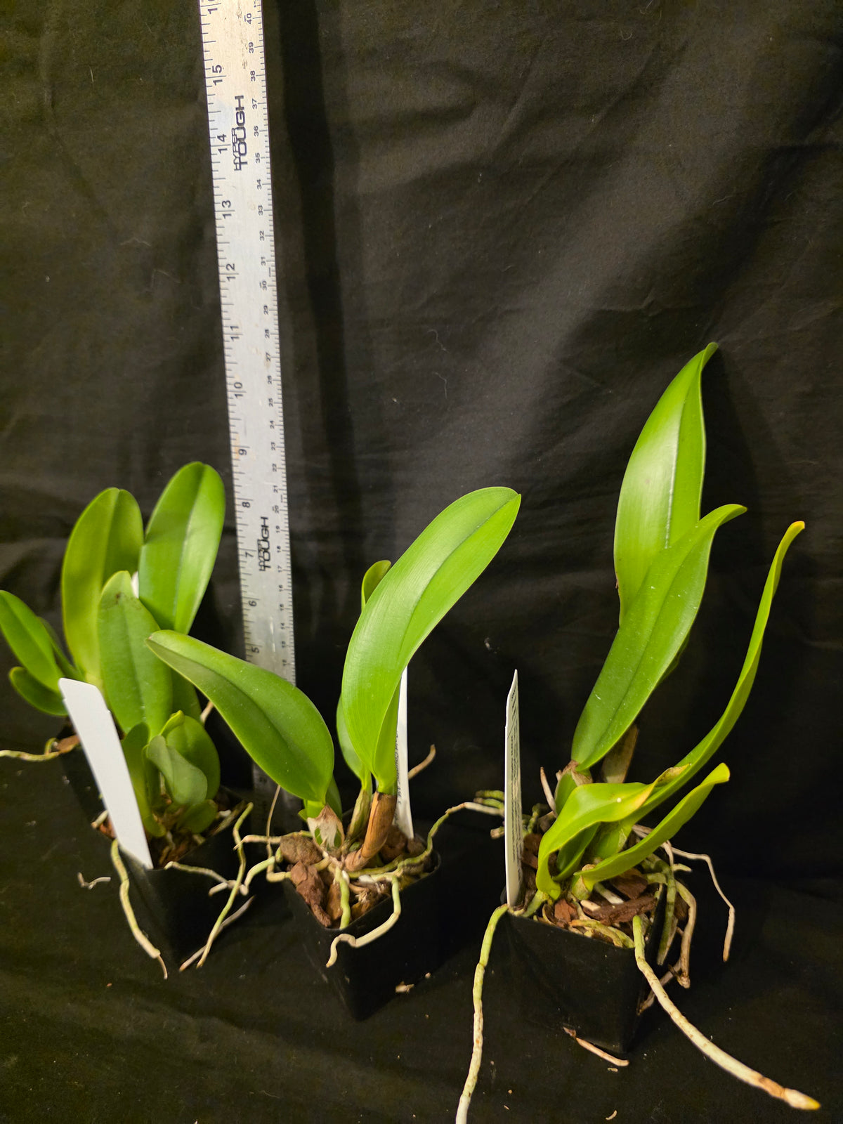Rlc Little Toshie x Chyong Guu Chaffinch. Near blooming size compact growing cattleya.