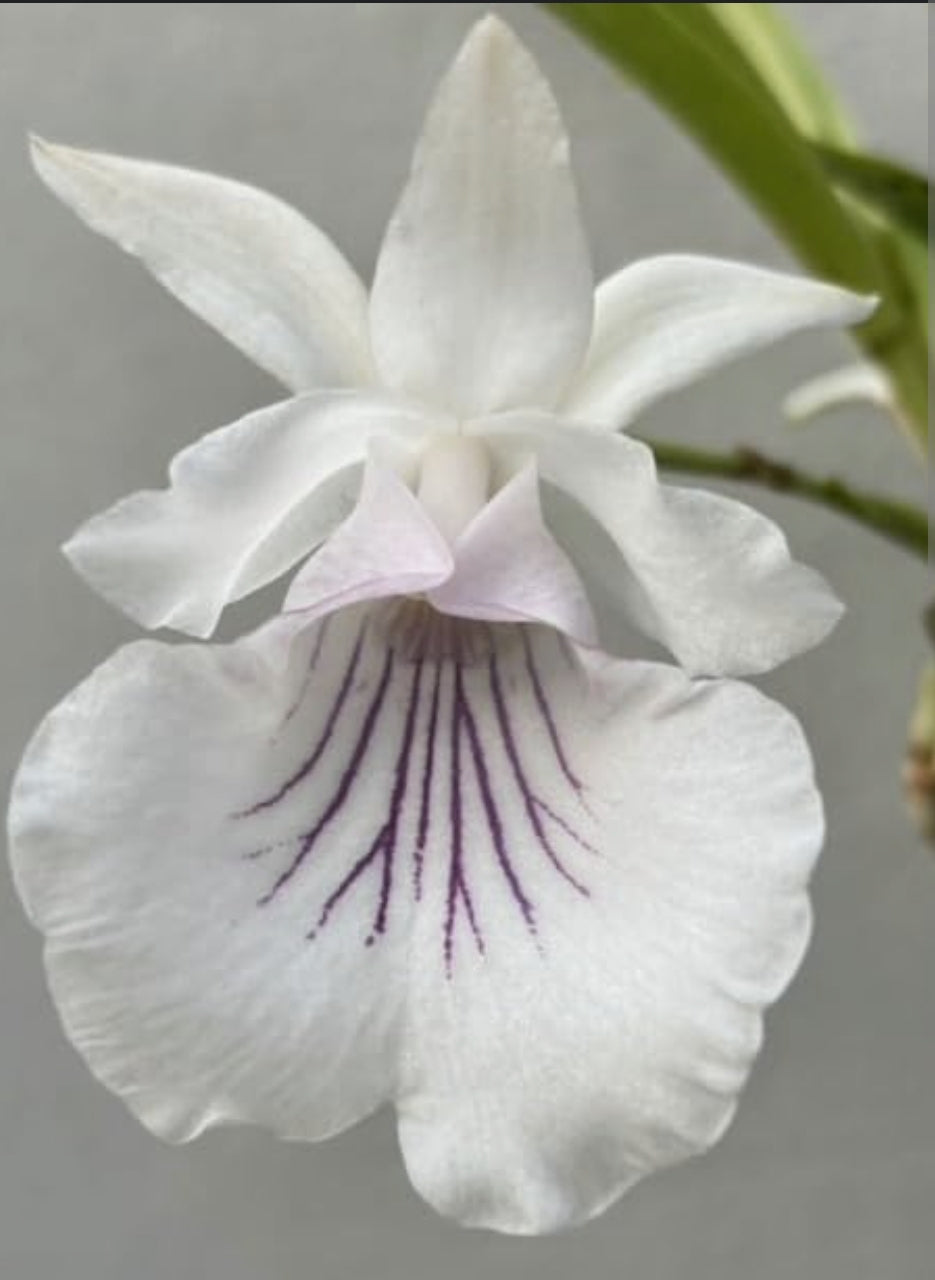 Warczewiczella amazonica, blooming size orchid species