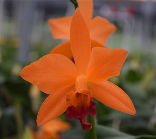Rth. Love Passion 'Island Romance' blooming size cattleya orchid clone.