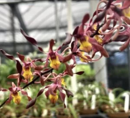 Dendrobium Minnie blooming size compact Antelope Dendrobium