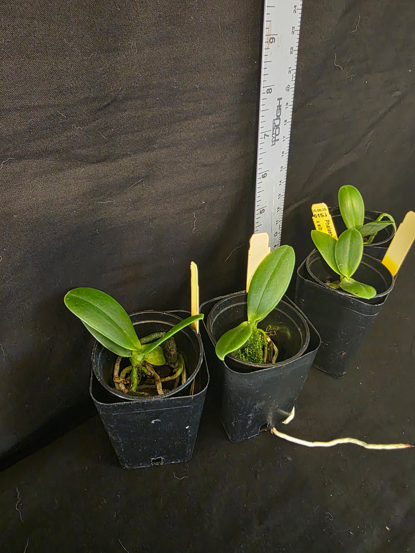 Sedirea (Phalaenopsis) japonica blooming size miniature Phalaenopsis orchid species. Fragrant.