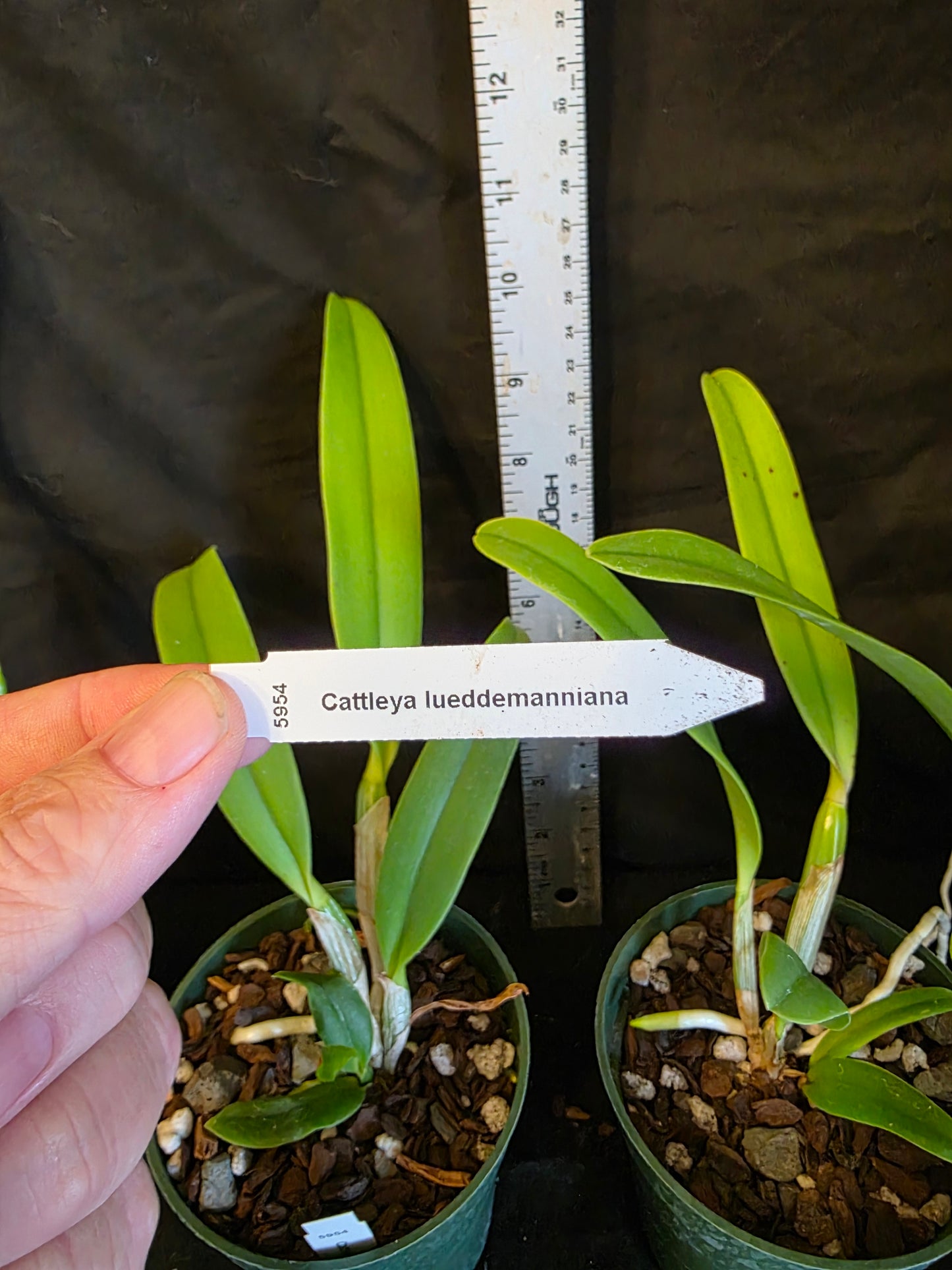 Cattleya lueddemanniana var typo. Near blooming size cattleya orchid species. Large fragrant blooms.