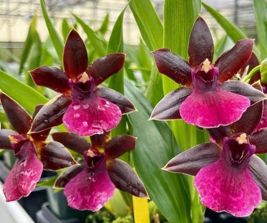 Propetalum LA Jolla Delight 'HOF' AM/AOS blooming size Zygopetalum type intergeneric hybrid.