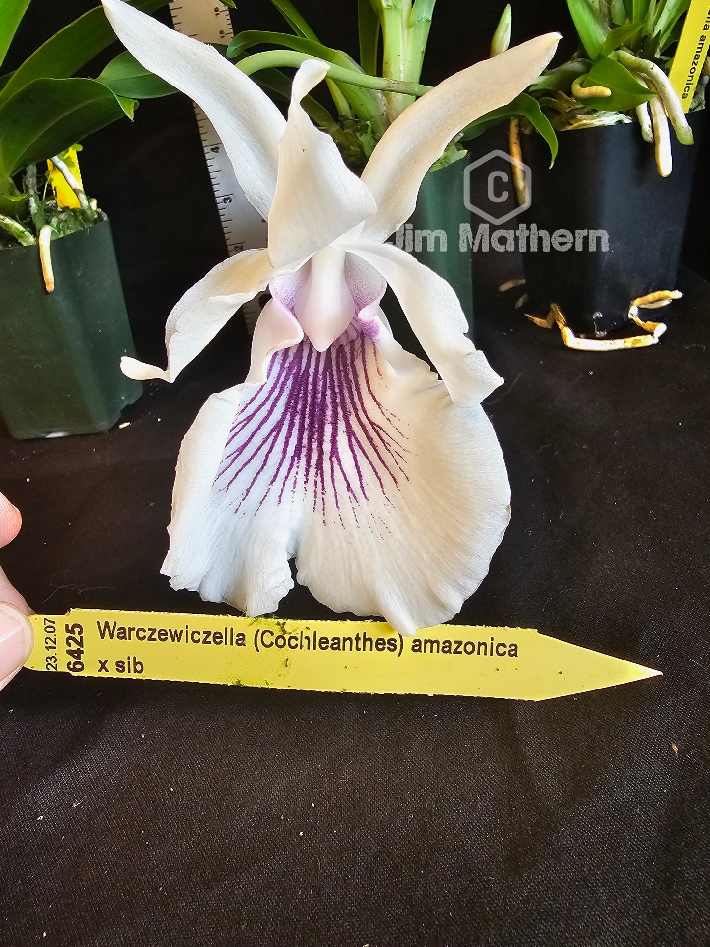 Warczewiczella amazonica, blooming size orchid species