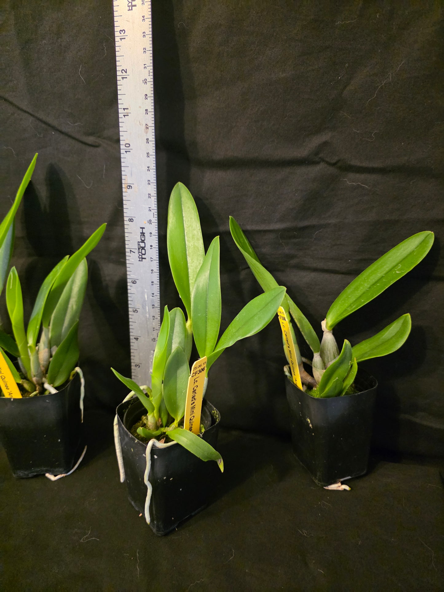 Lc Cariads Mini Quinee 'Angel Kiss' HCC/AOS. Blooming size compact coerulea cattleya orchid clone. Awarded and fragrant