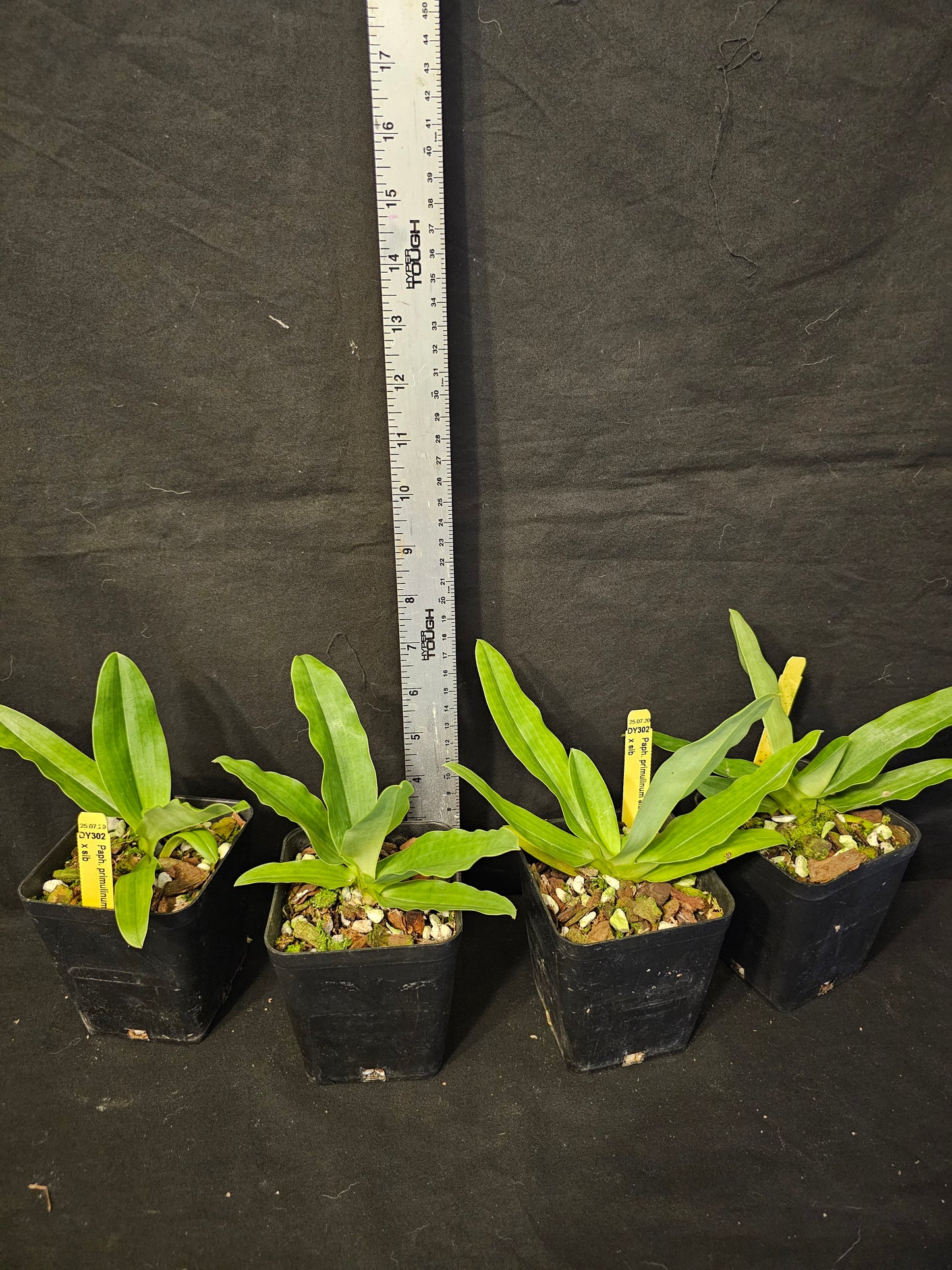 Paphiopedilum primulinum var alba x sib blooming size paphiopedilum orchod species. Sequential bloomer