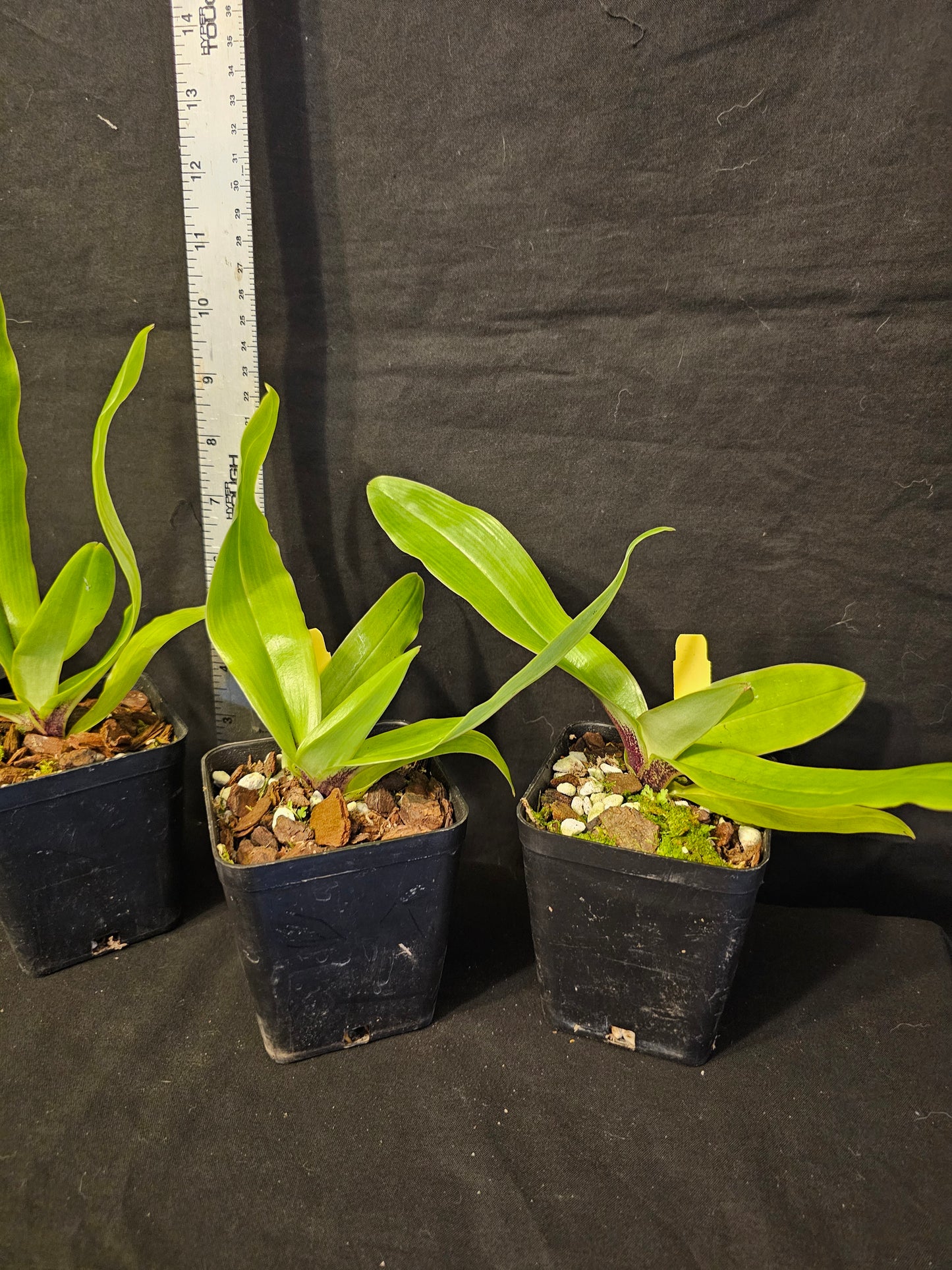 Paphiopedilum spicerianum. Beautiful blooming size orchid species.