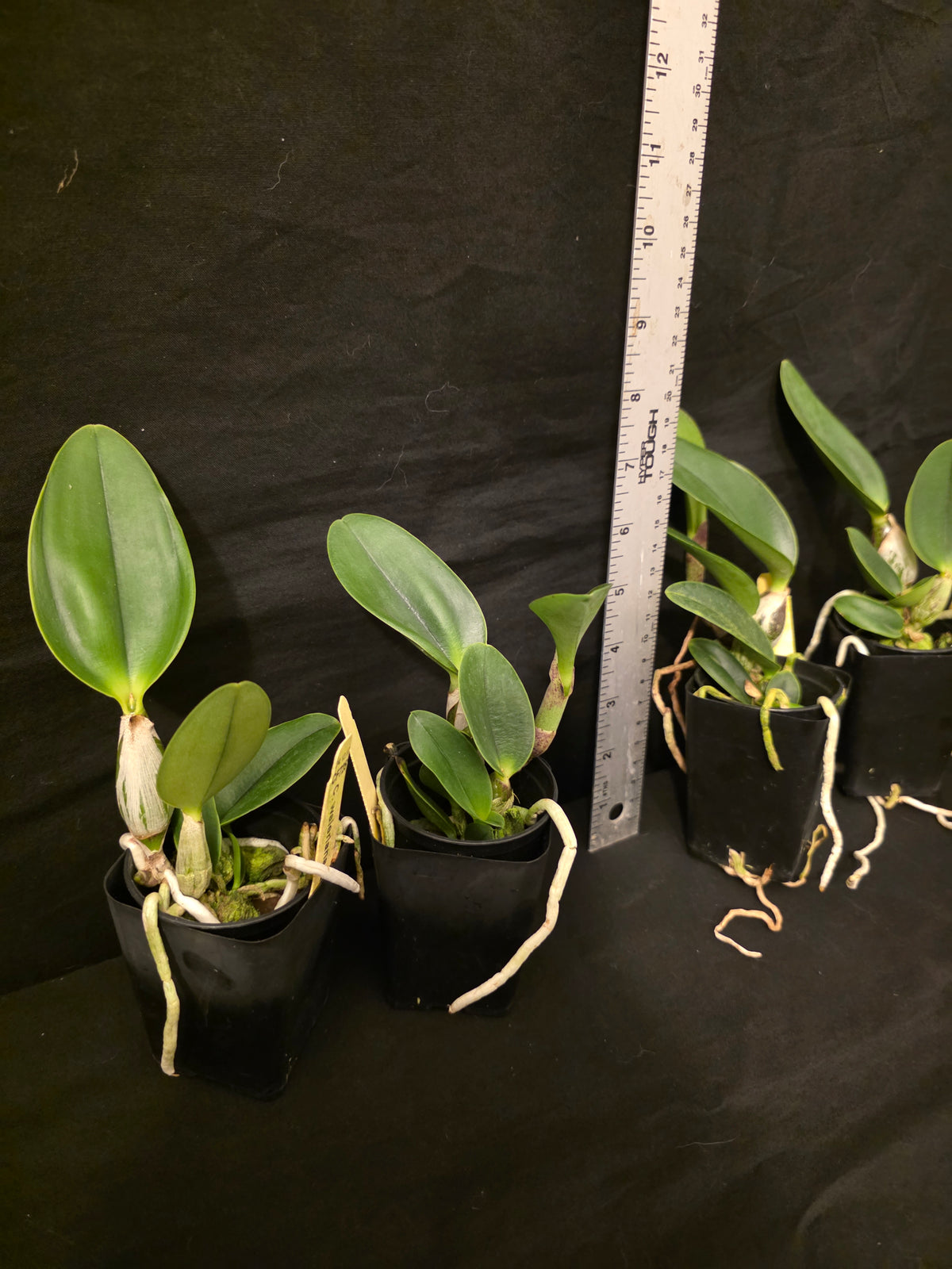 Cattleya walkeriana labeloide 'Flash' (trilabelo) blooming size cattleya orchid species. Rare