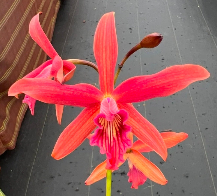 Cattleya Zip (L.milleri x C tenebrosa) Amazing Rarely seen hybrid.