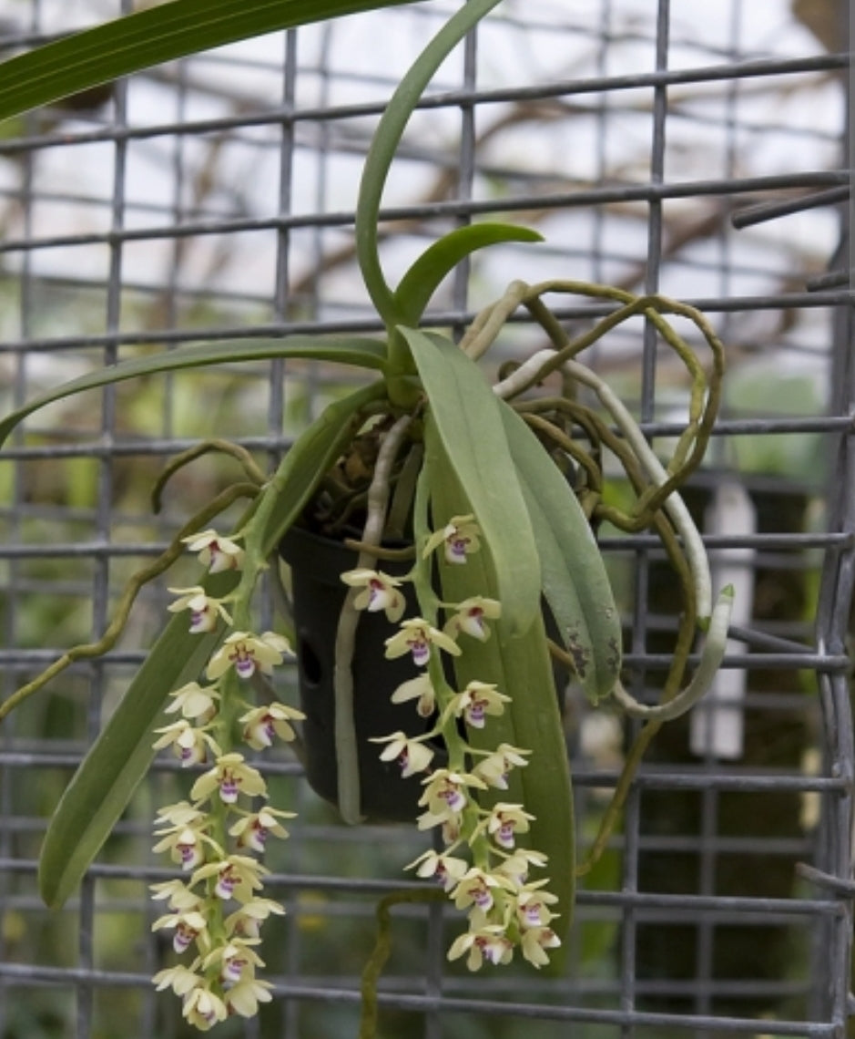 Tuberolabium kotoense x sib. First bloom size plants. Very fragrant.