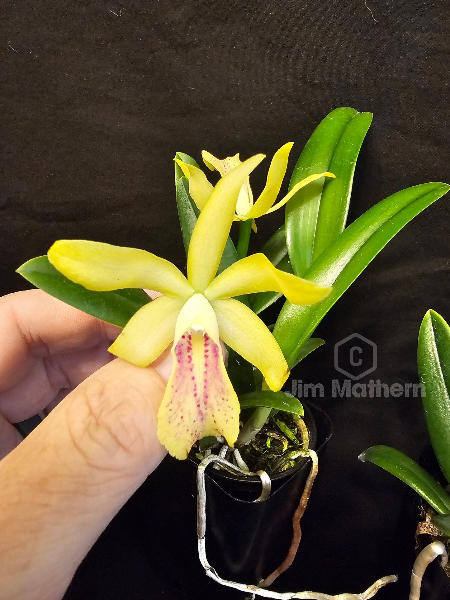 SC June Bug 'Venice Sunshine' x Brassavola nodosa. Blooming size compact growing orchid hybrid. Seed grown hybrid