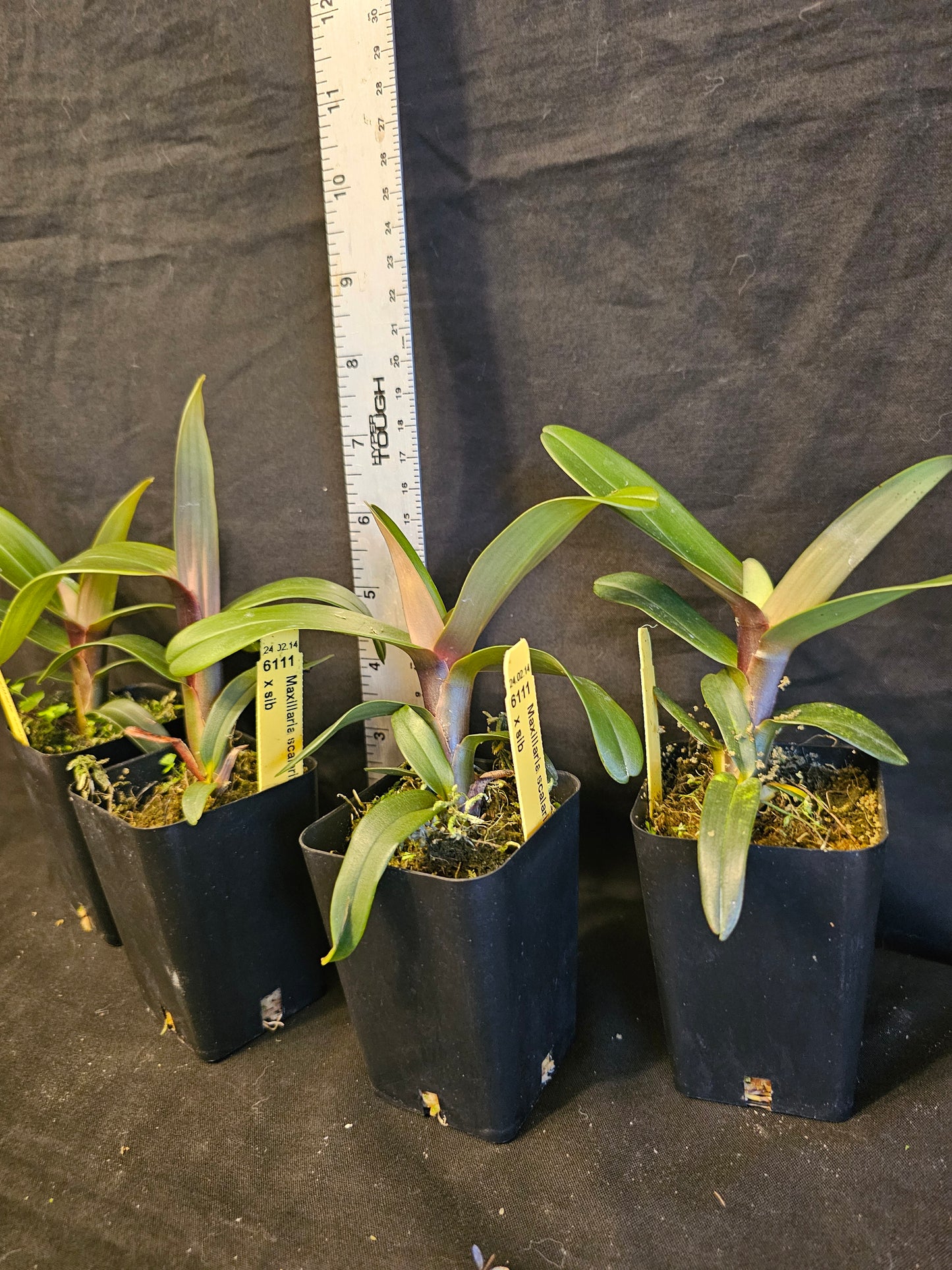 Maxillaria scalariformis x sib non bloom size rare orchid species