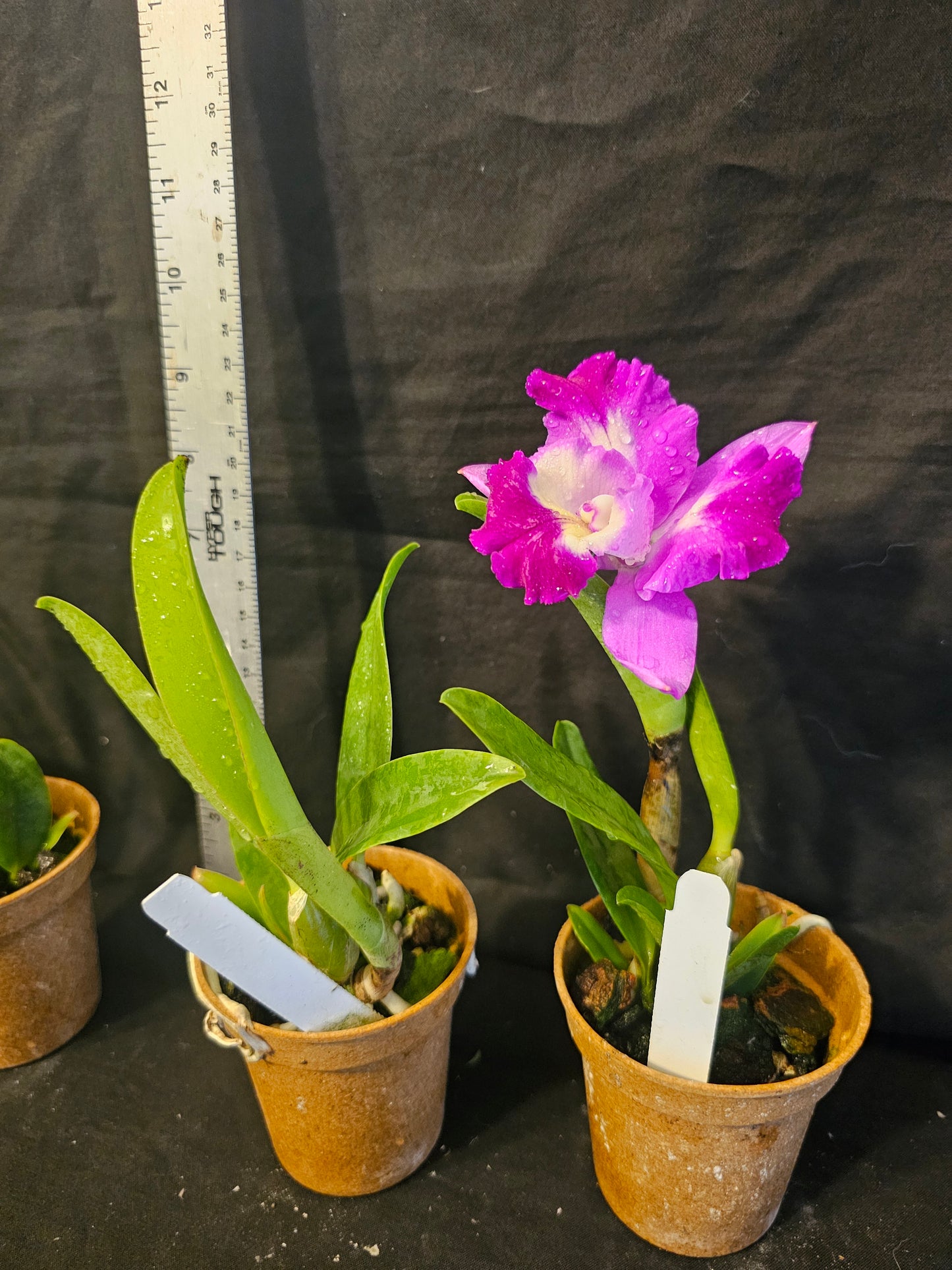 Lc Mari's Love 'Taka' blooming size compact growing cattleya orchid clone. Highly fragrant beautiful peloric blooms
