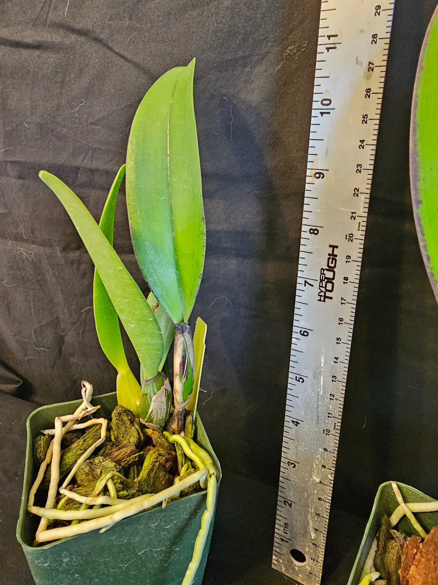 Rlc Shirley Byrnes 'NN? Near blooming size semi alba flare petal cattleya orchid clone.