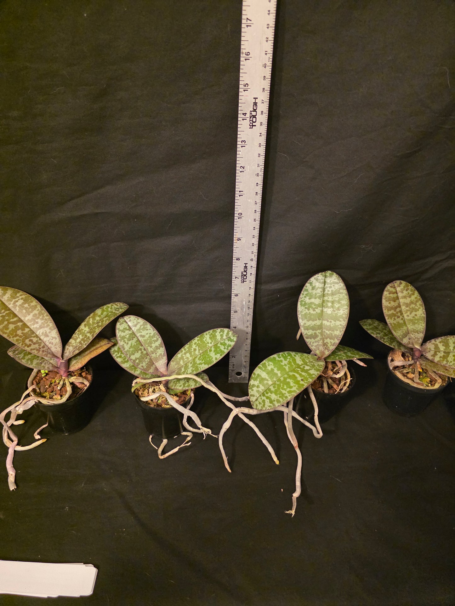 Phalaenopsis schilleriana near bloom size orchid species. Fragrant. Beautiful