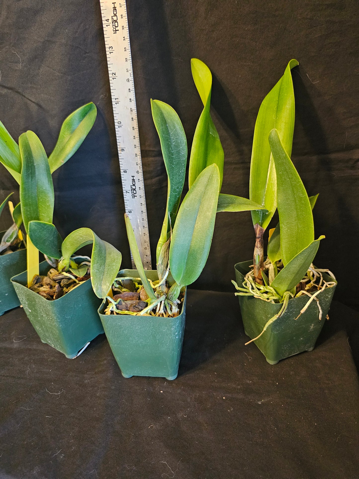 Rlc Jac Golden Peacock 'Tai Young' near blooming size cattleya orchid clone.