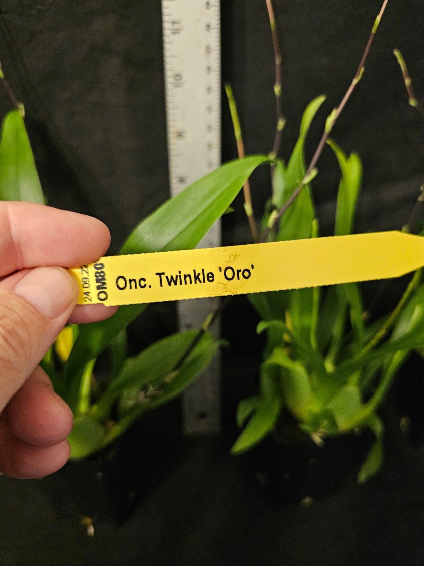 Oncidium Twinkle 'Oro' blooming size oncidium clone. Bright yellow blooms