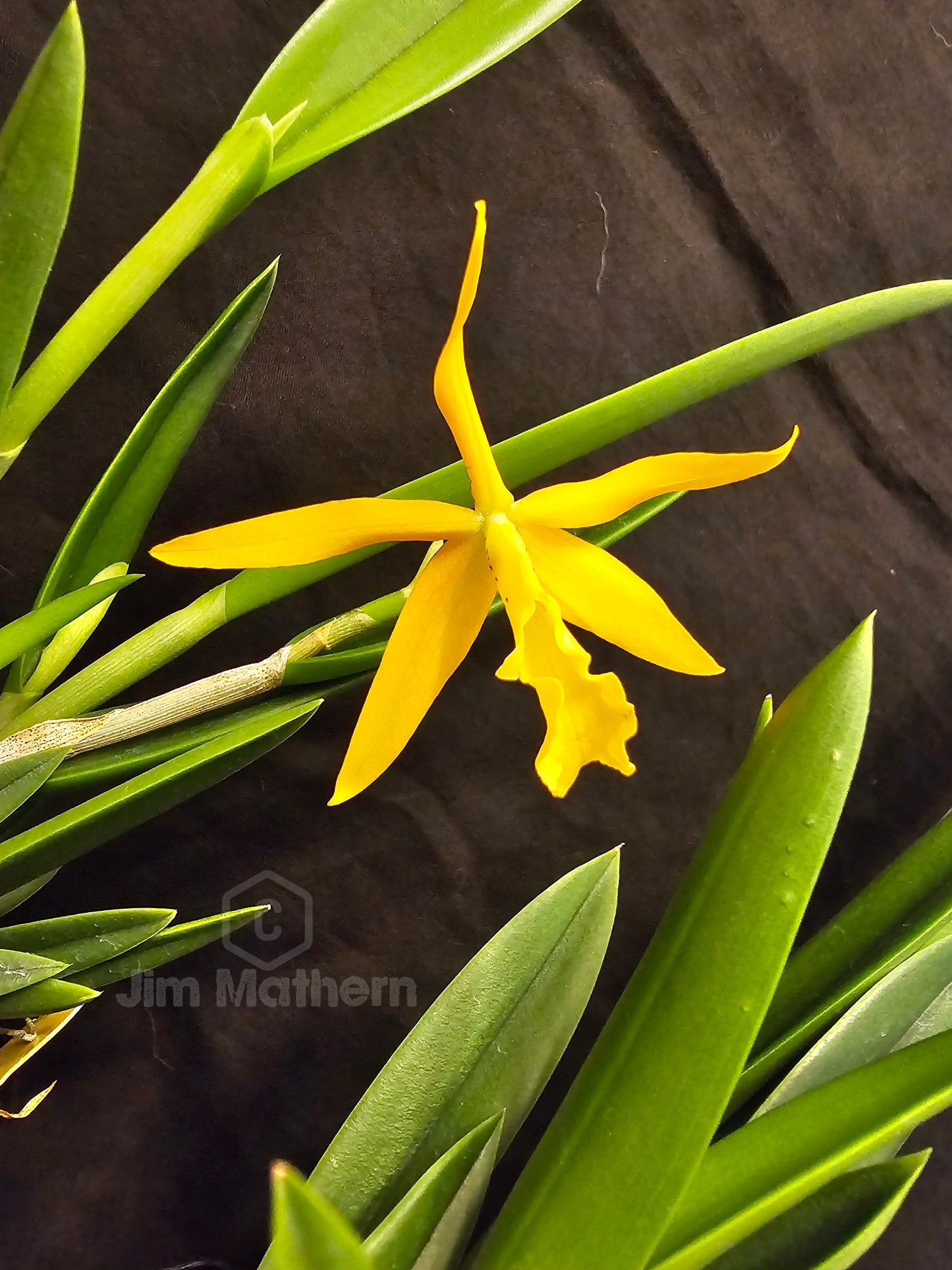 Bc Little Birds (Cattleya harmill x Brassavola nodosa) Blooming size brassavola cattleya orchid hybrid.