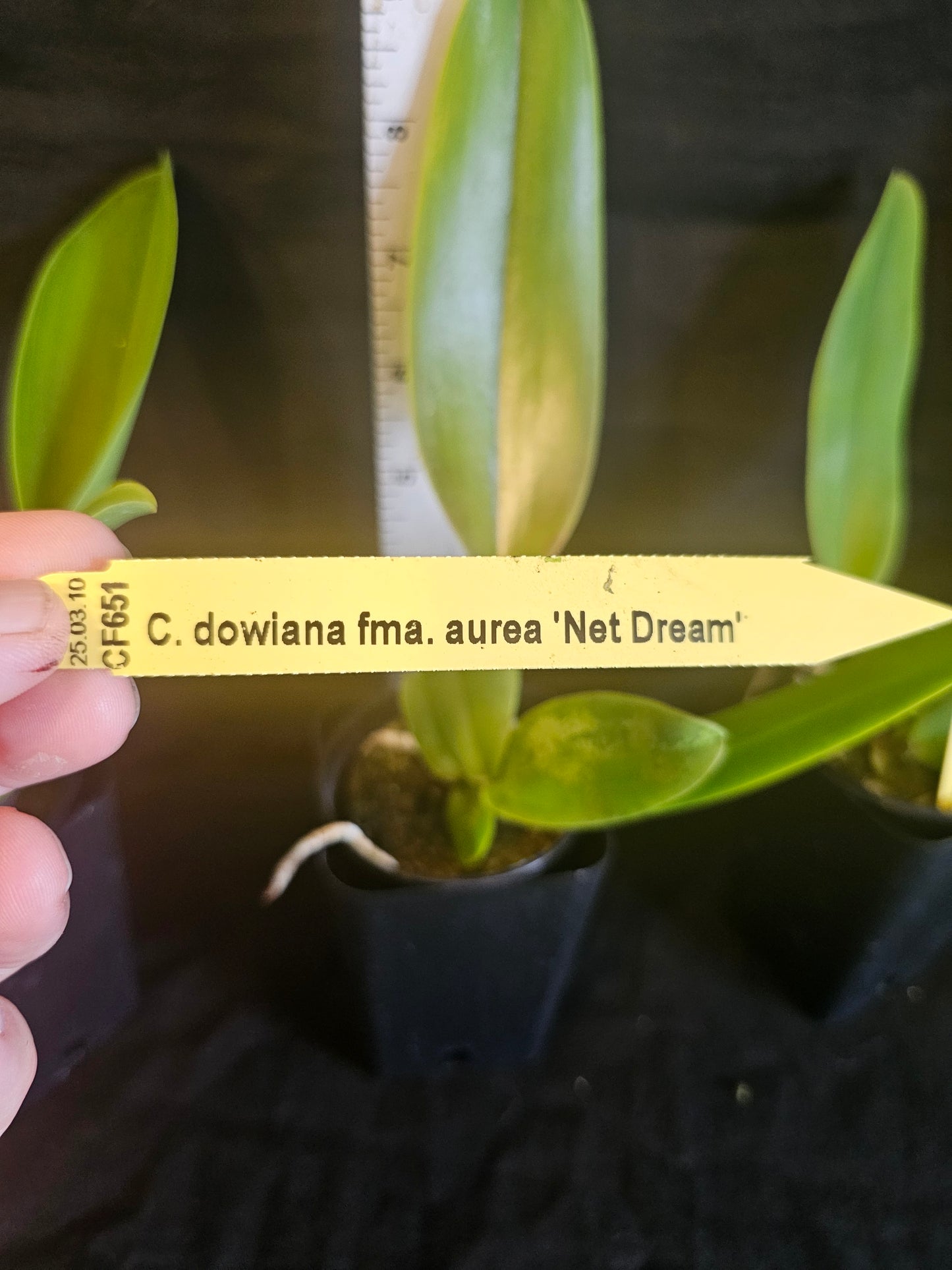 Cattleya dowiana var Aurea 'Net Dream' Rare orchid species.  Healthy non bloom size plants 2.5" pot. Clones