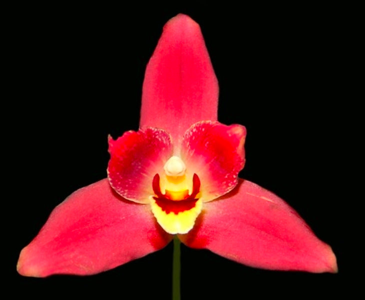Lyd. Red Jewel 'Hilo Girl' near blooming size Lycaste orchid clone. Beautiful large blooms.