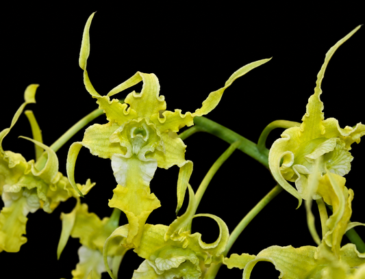 Dendrobium spectabile var alba near blooming size dendrobium orchid species. Unique
