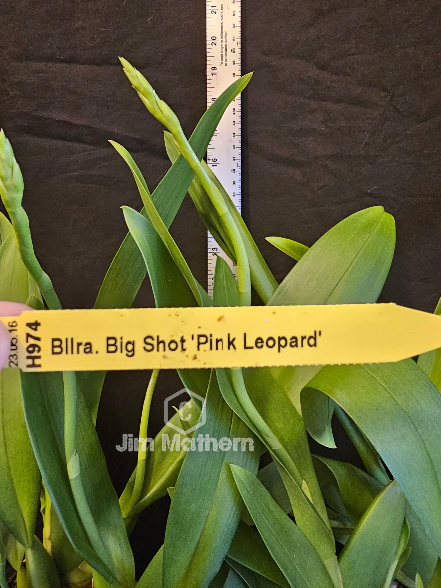 Beallara Big Shot 'Pink Leopard' Blooming size plant soon to spike. Large beautiful blooms