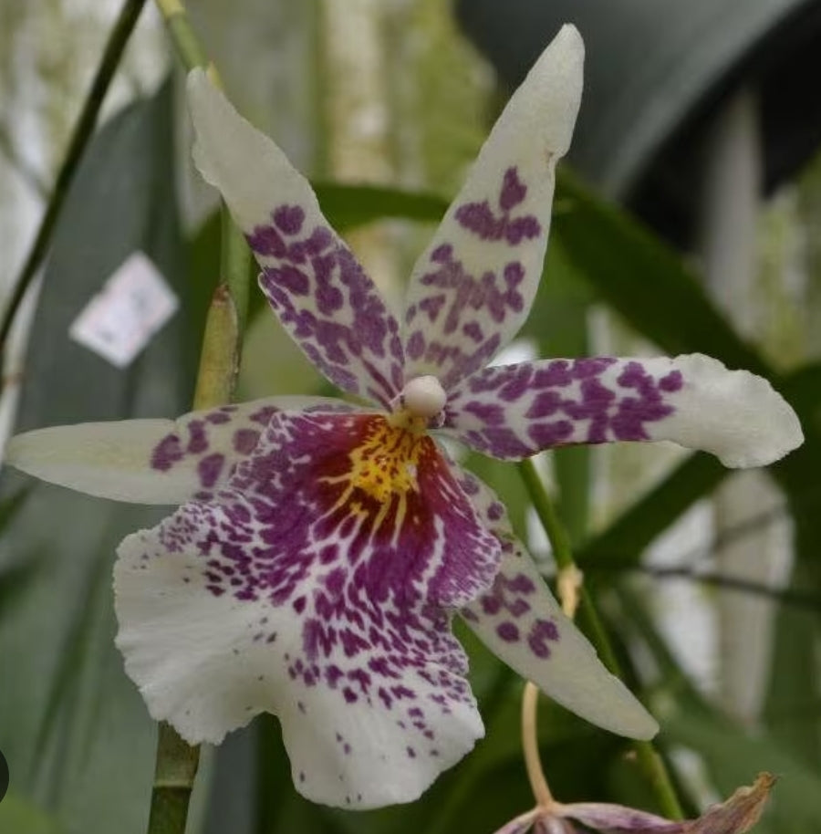 Beallara Big Shot 'Pink Leopard' Blooming size plant soon to spike. Large beautiful blooms