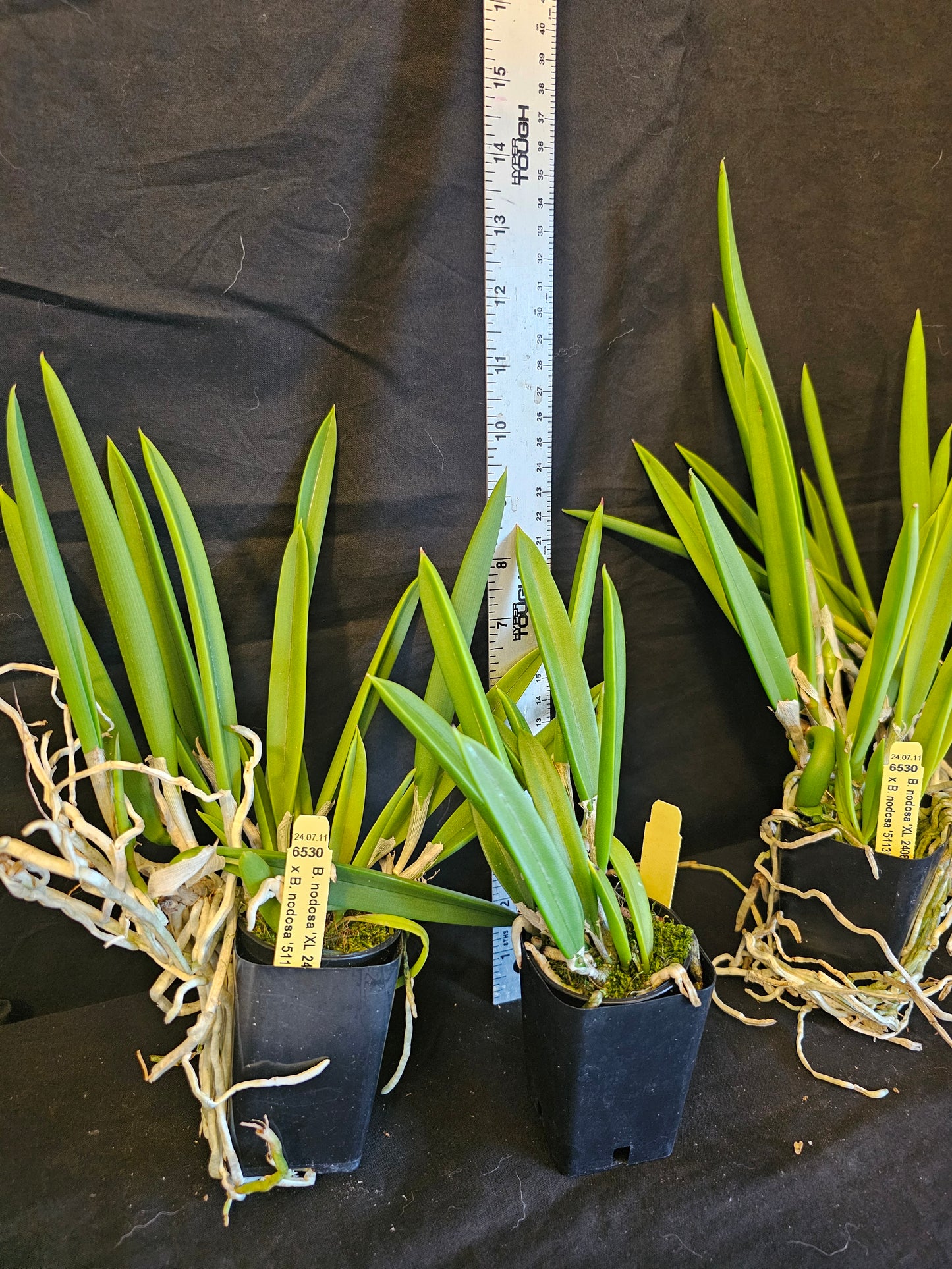 Brassavola nodosa, Blooming size orchid species. Lady of the night Highly fragrant at night