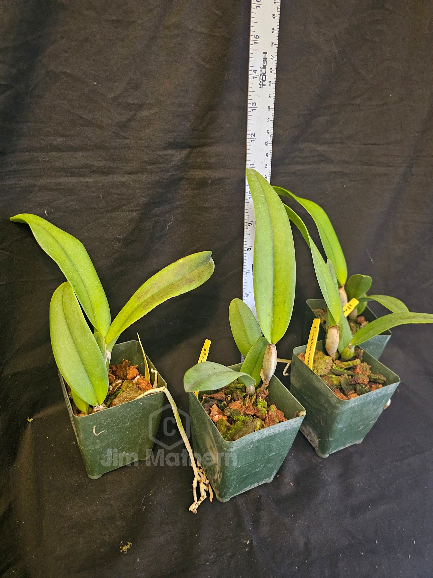 Rlc Shin Shiang Diamond 'Tai Young' near blooming size peloric cattleya clone. Compact grower