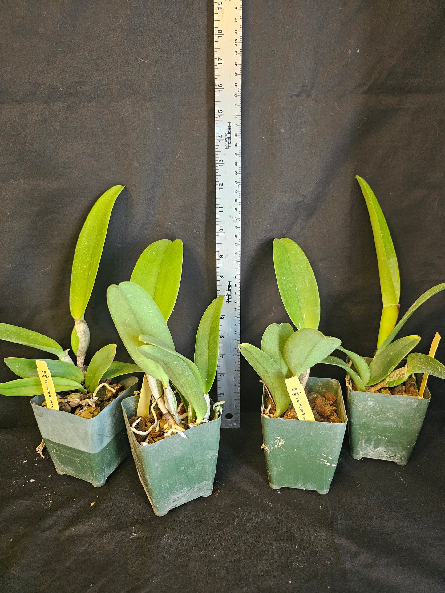 Lc Pure Soul 'Yutaka Morimoto' Blooming size cattleya orchid clone. 3.5" pot. Fragrant blooms