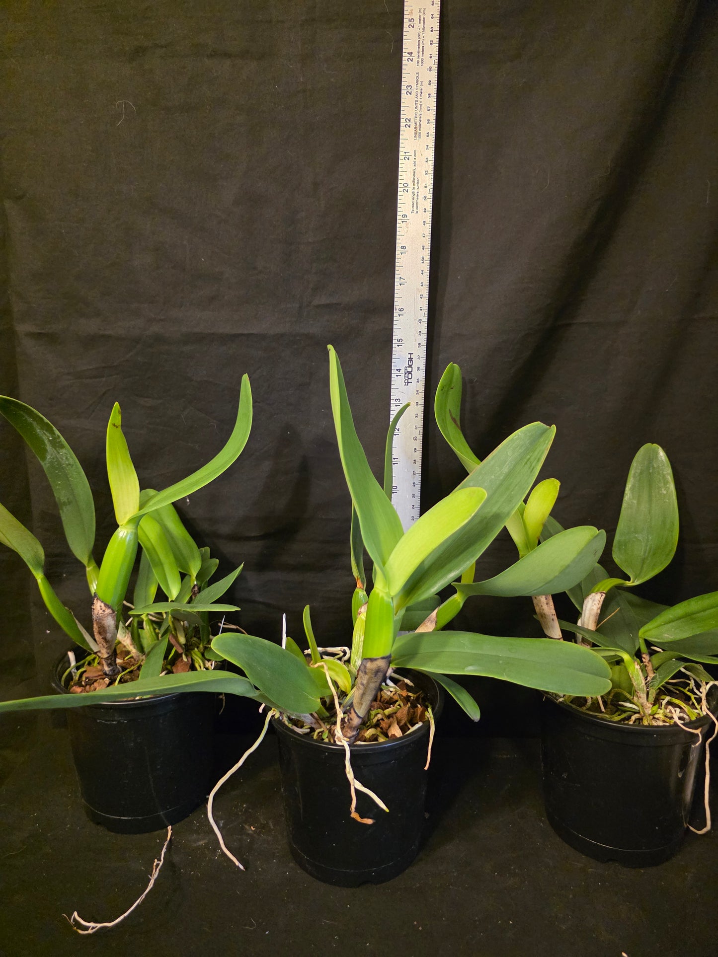 Cattleya jenmanii v alba x sib. Blooming size Cattleya orchid speices. Fragrant