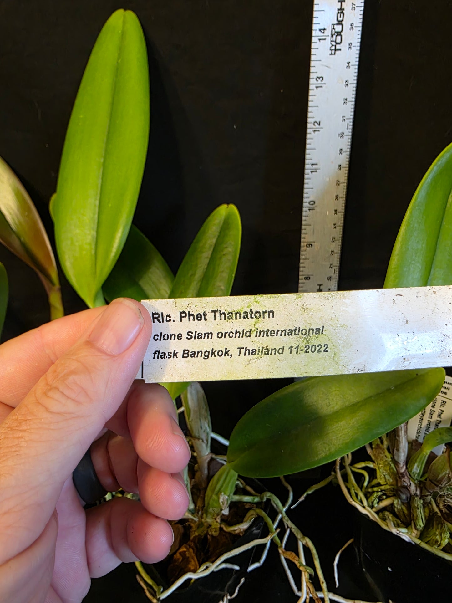 Rlc Phet Thanatorn near blooming size cattleya clones. Large fragrant blooms