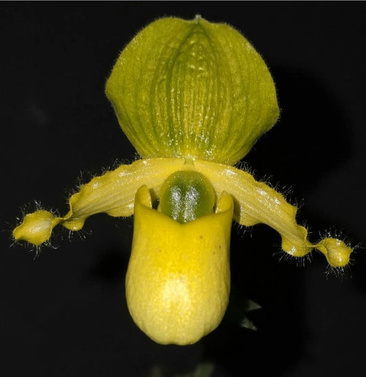Paphiopedilum primulinum var alba x sib blooming size paphiopedilum orchod species. Sequential bloomer