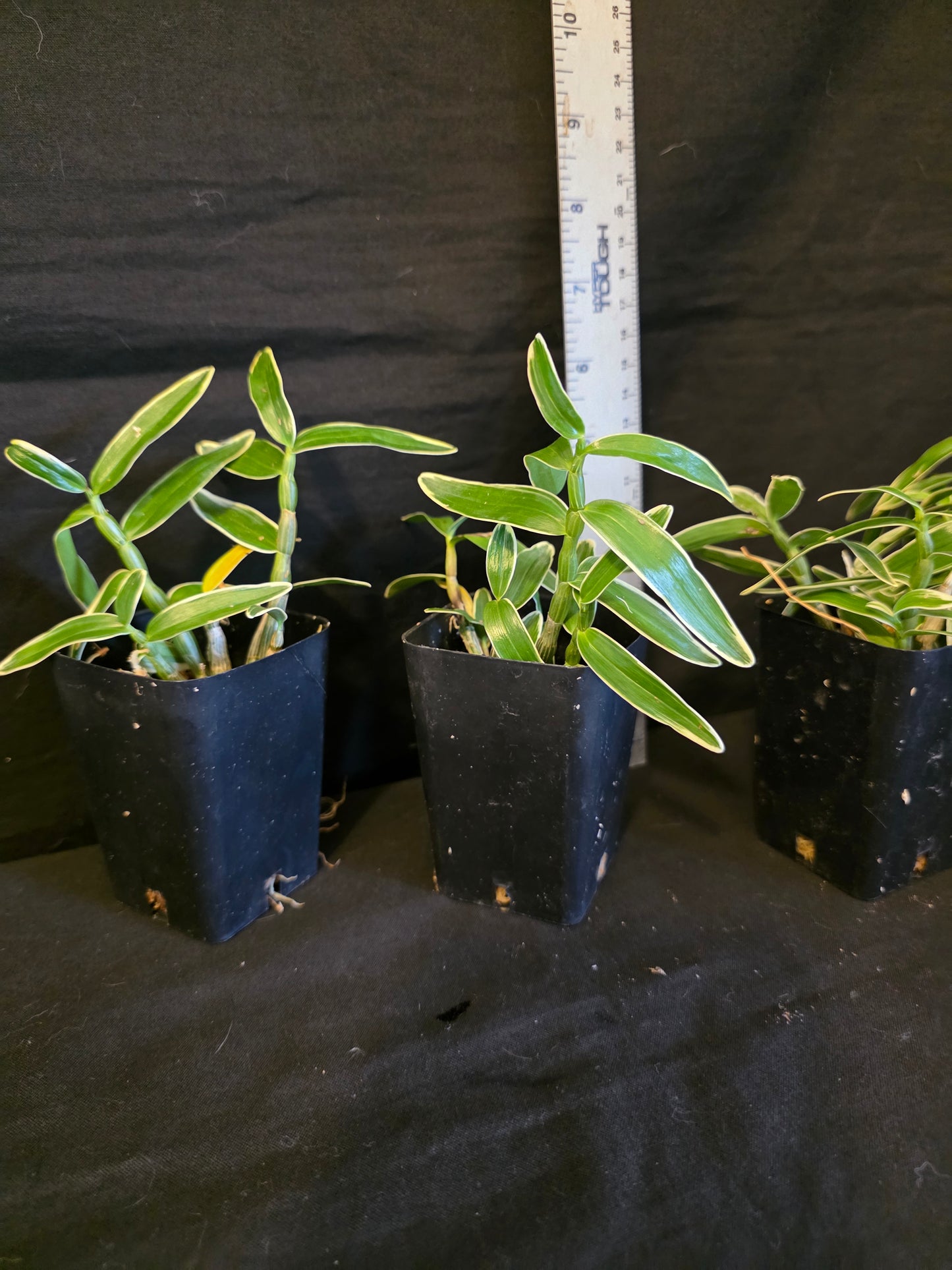 Dendroboum moniliforme variegated form. Blooming size miniature dendrobium orchid species. Rare form