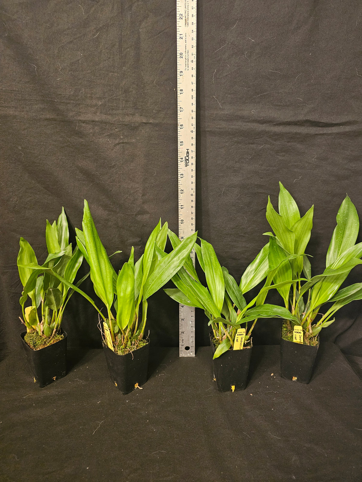 Dendrochilum formosanum. Large Blooming size orchid species plants. 3" pots.