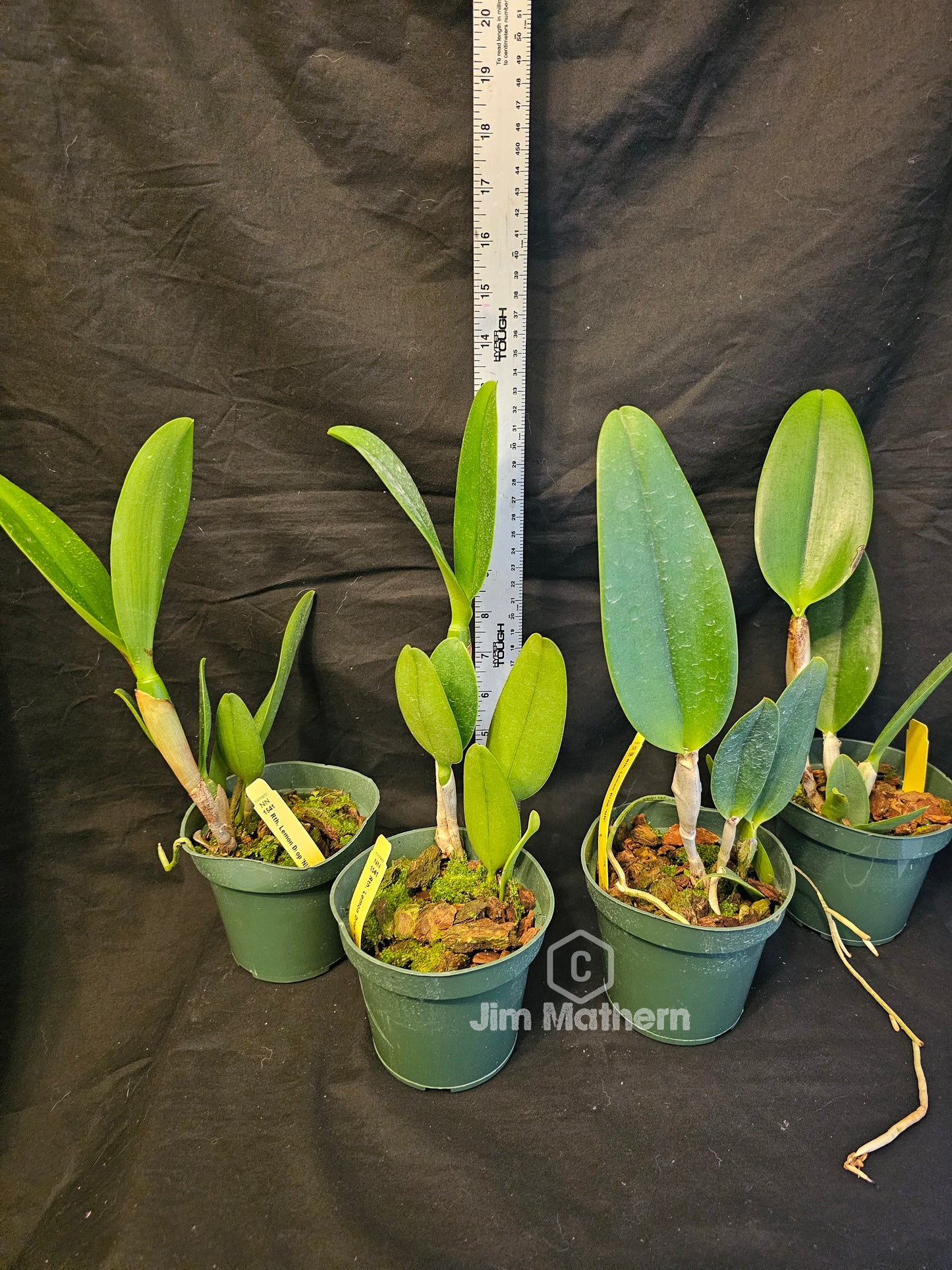 Rth. Lemon Drop 'NN', blooming size cattleya orchid clone. 4" pot produces beautiful yellow and red fragrant blooms.