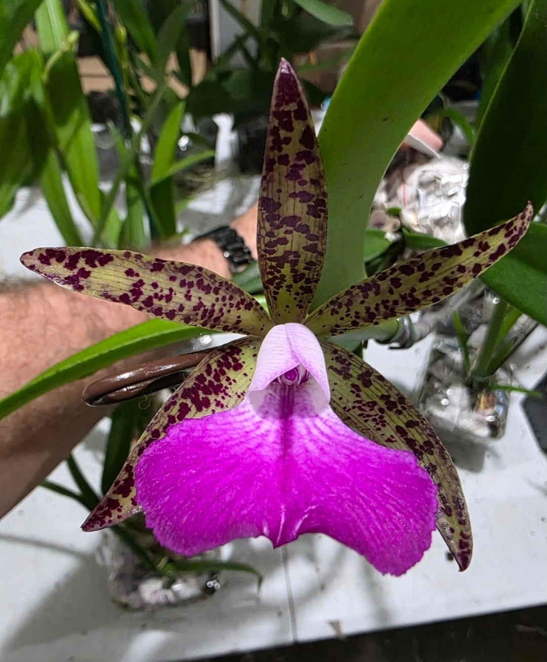 Bc Tigrinodosa 4N x C. Peckhaviensis 'HOF', blooming size brassavola cattleya orchid hybrid. Beautiful highly fragrant spotted blooms.