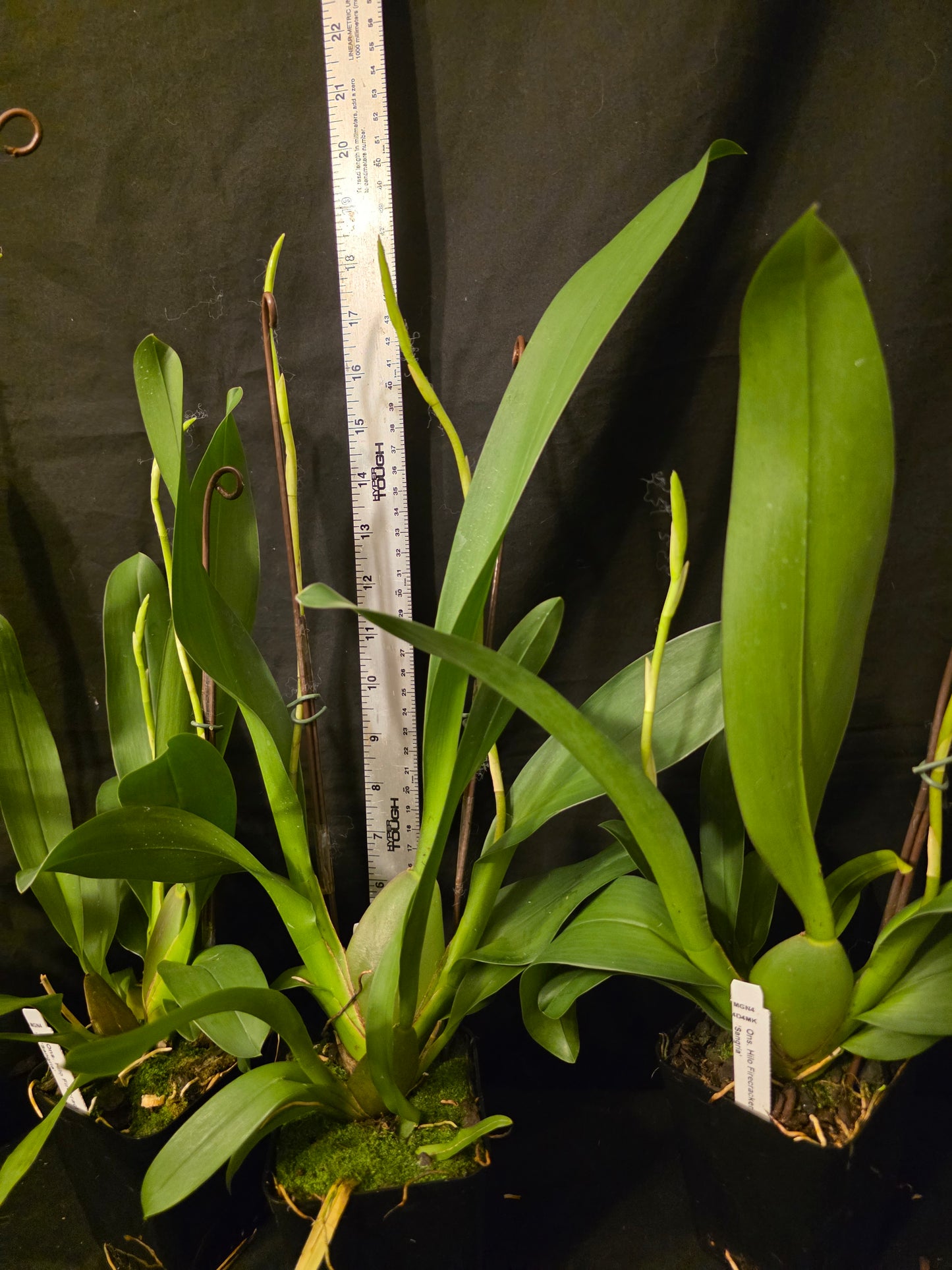 Oncidium Hilo Firecracker 'Sangria' in spike Beautiful long lasting red blooms