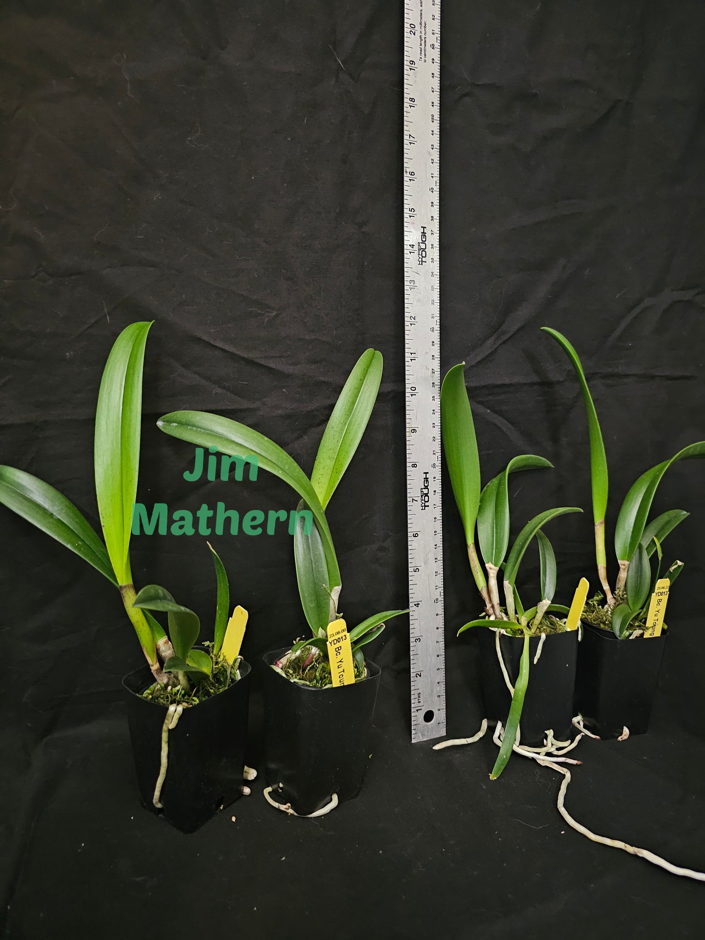 Bc Yu Truong Star 'No.1' near blooming size Brassocattleya orchid clone.