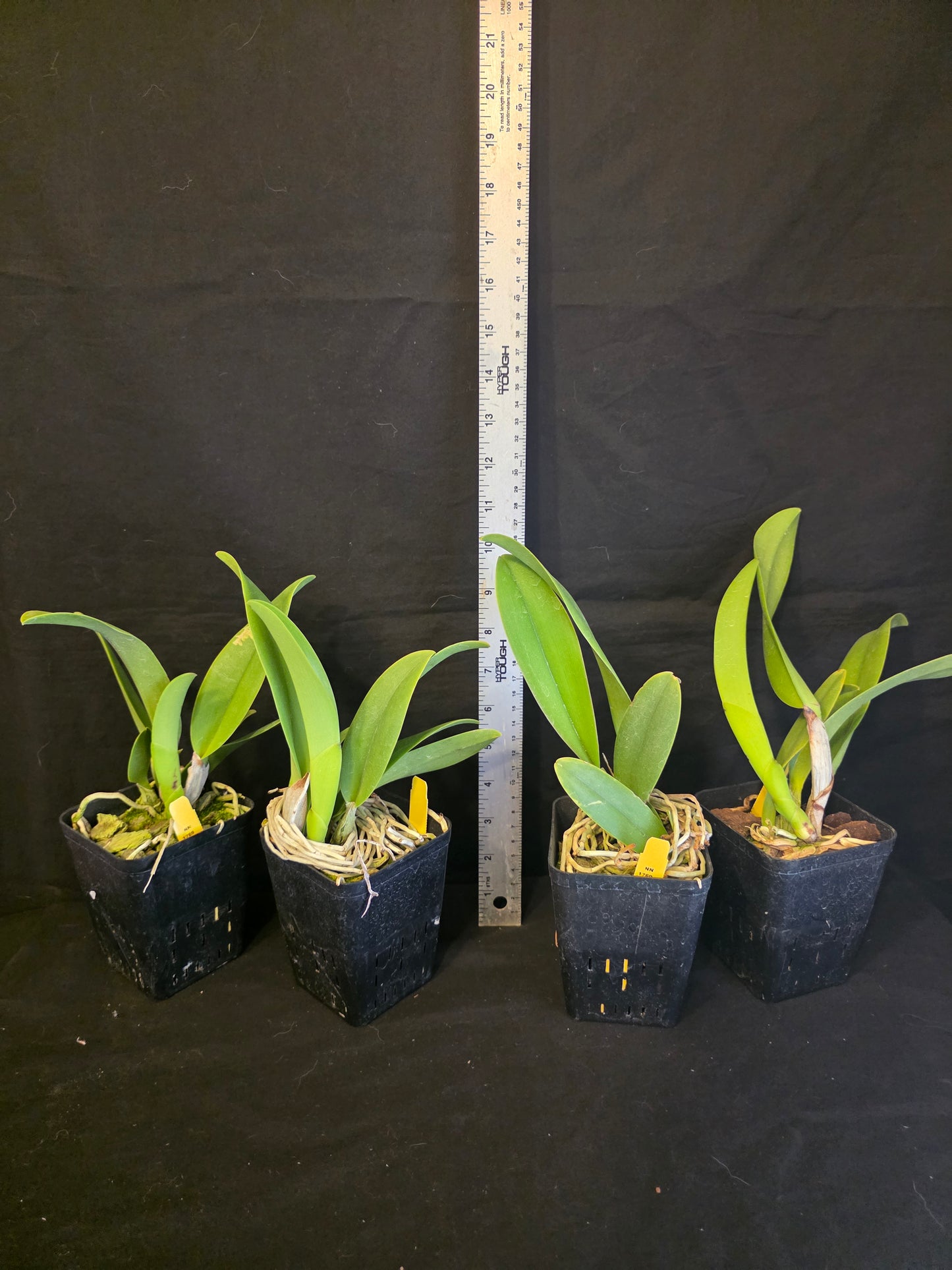 Rlc Hsinying Williette '#14' blooming size cattleya orchid clone. Fragrant.