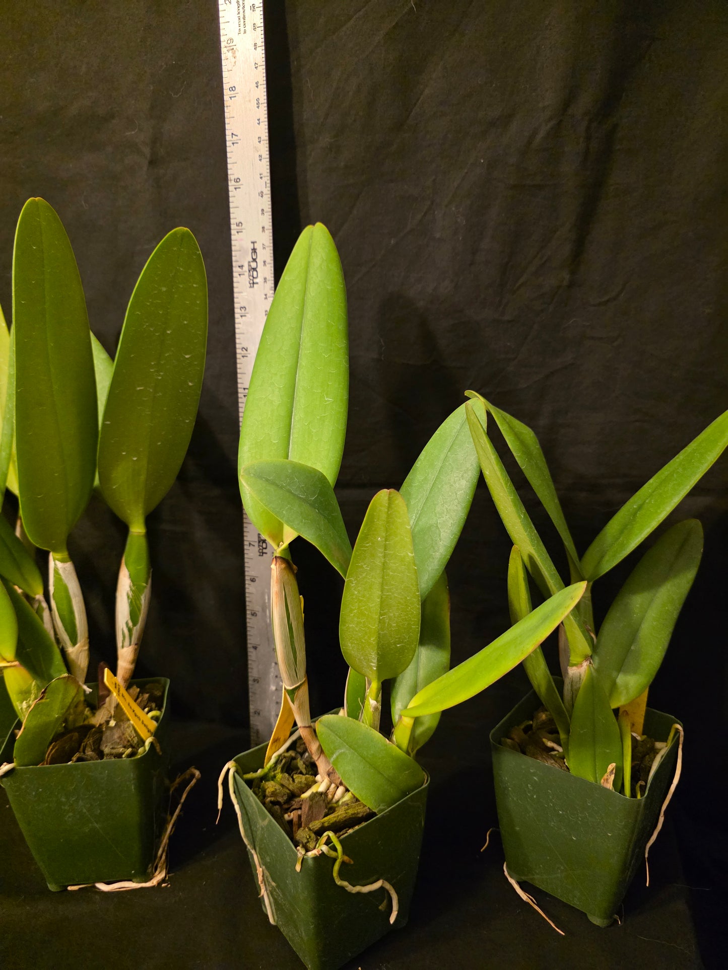 Rlc Sa-Kgob Delight 'Krairit' beautiful 2 tone large blooming fragrant cattleya orchid clone.