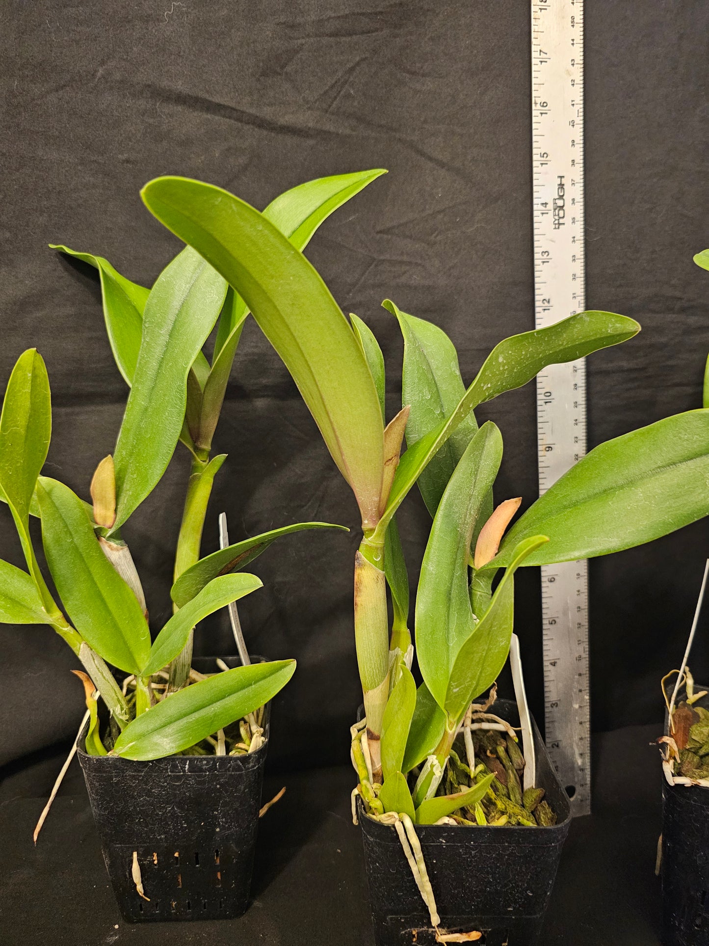 Rlc Lily Marie Almas 'MGR' Blooming size cattleya orchid clones. Beautiful fragrant blooms.