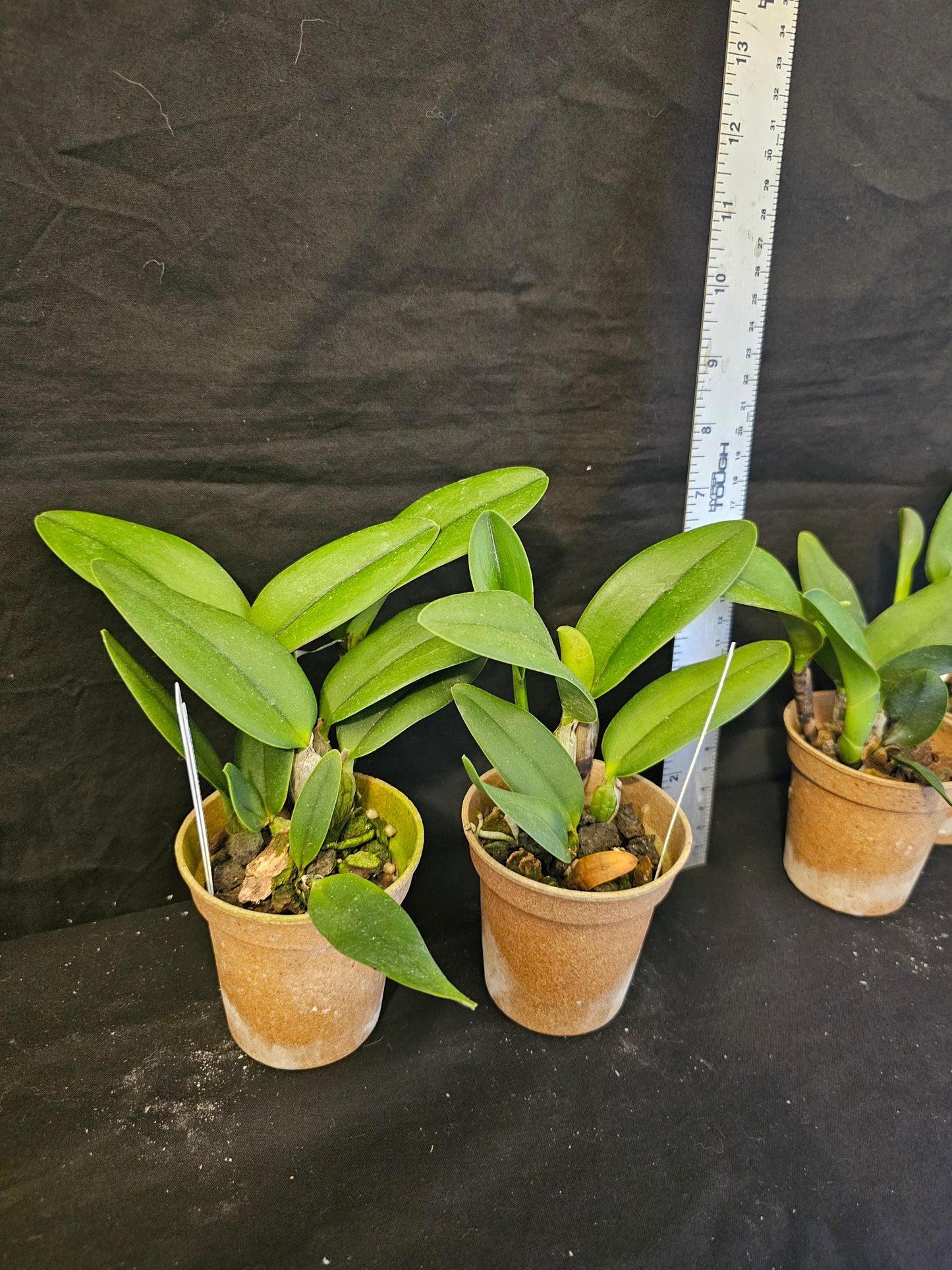 Pot Fairyland Blooming size compact growing cattleya orchid hybrid. Beautiful.