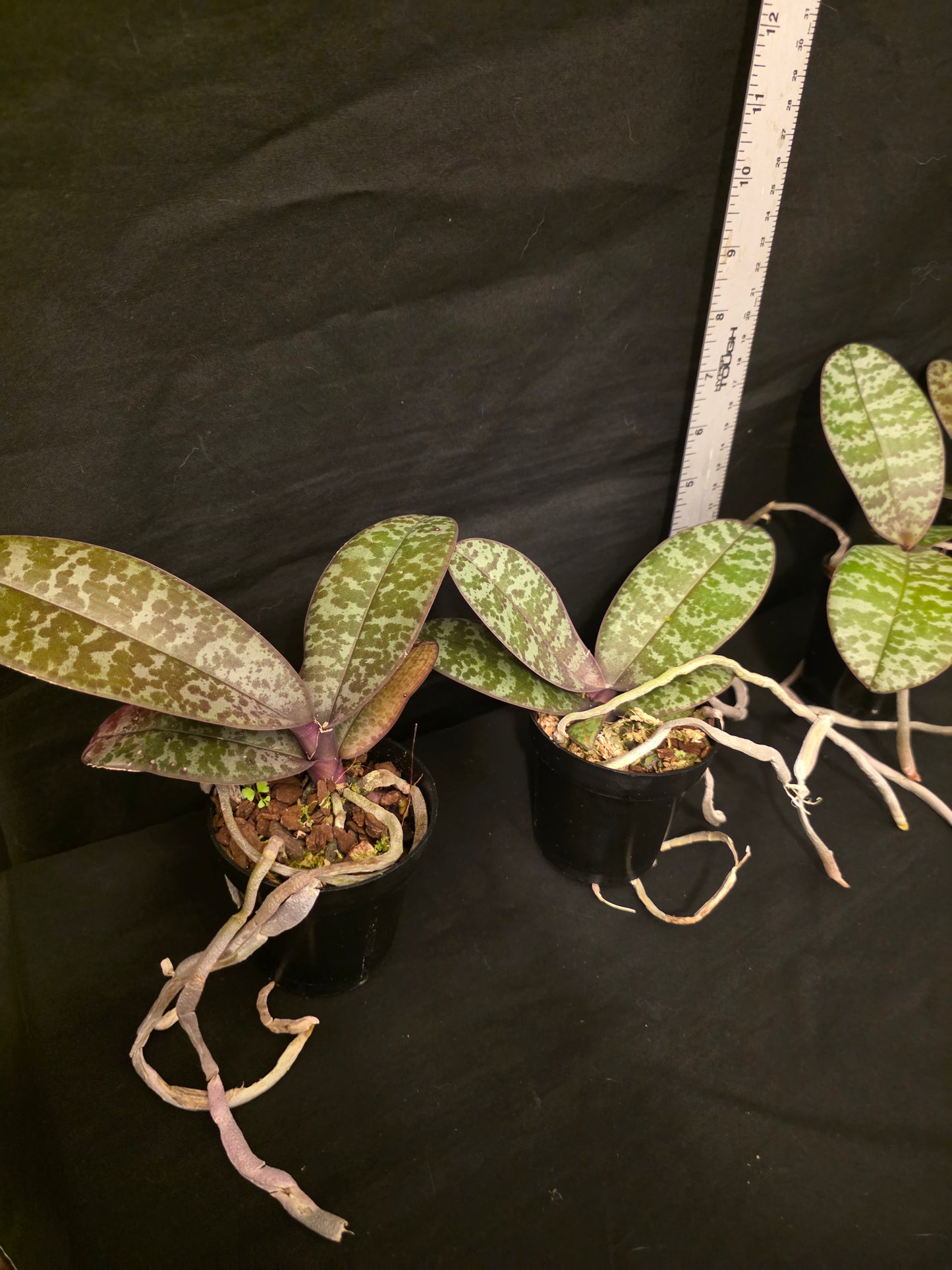 Phalaenopsis schilleriana near bloom size orchid species. Fragrant. Beautiful