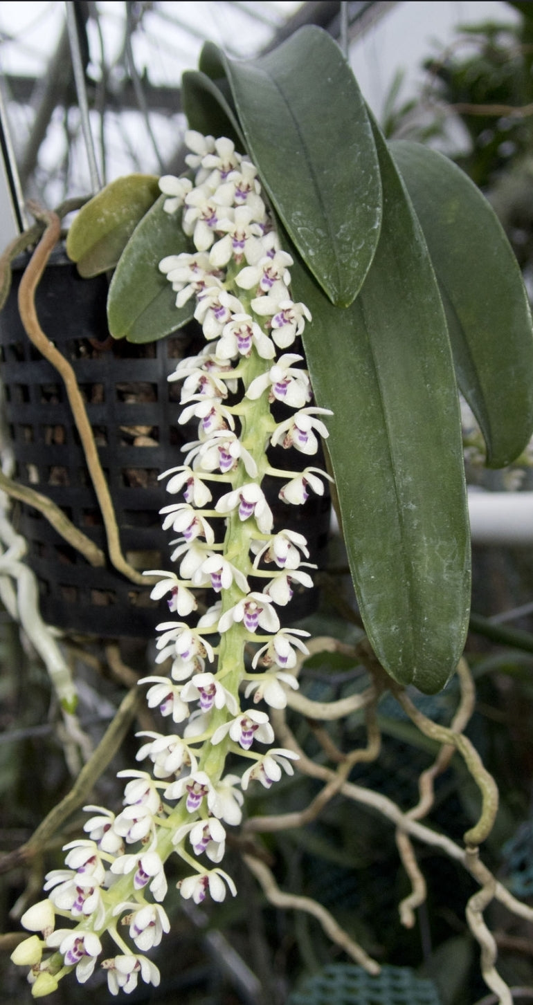 Tuberolabium kotoense x sib. First bloom size plants. Very fragrant.