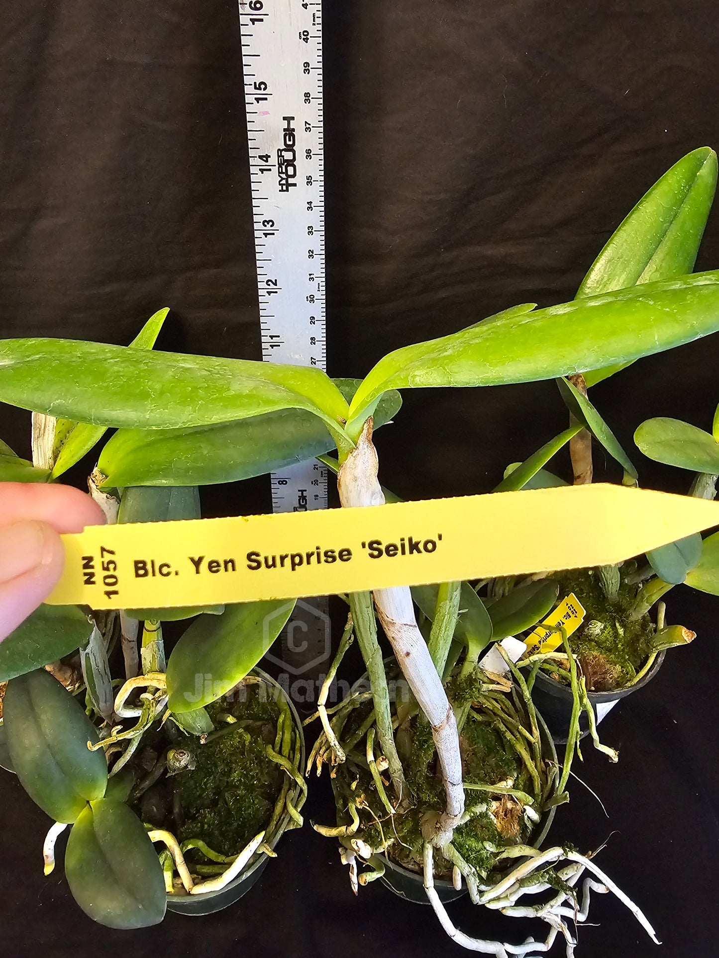 Rlc Yen Surprise 'Seiko' blooming size cattleya orchid clone. Fragrant beautiful blooms