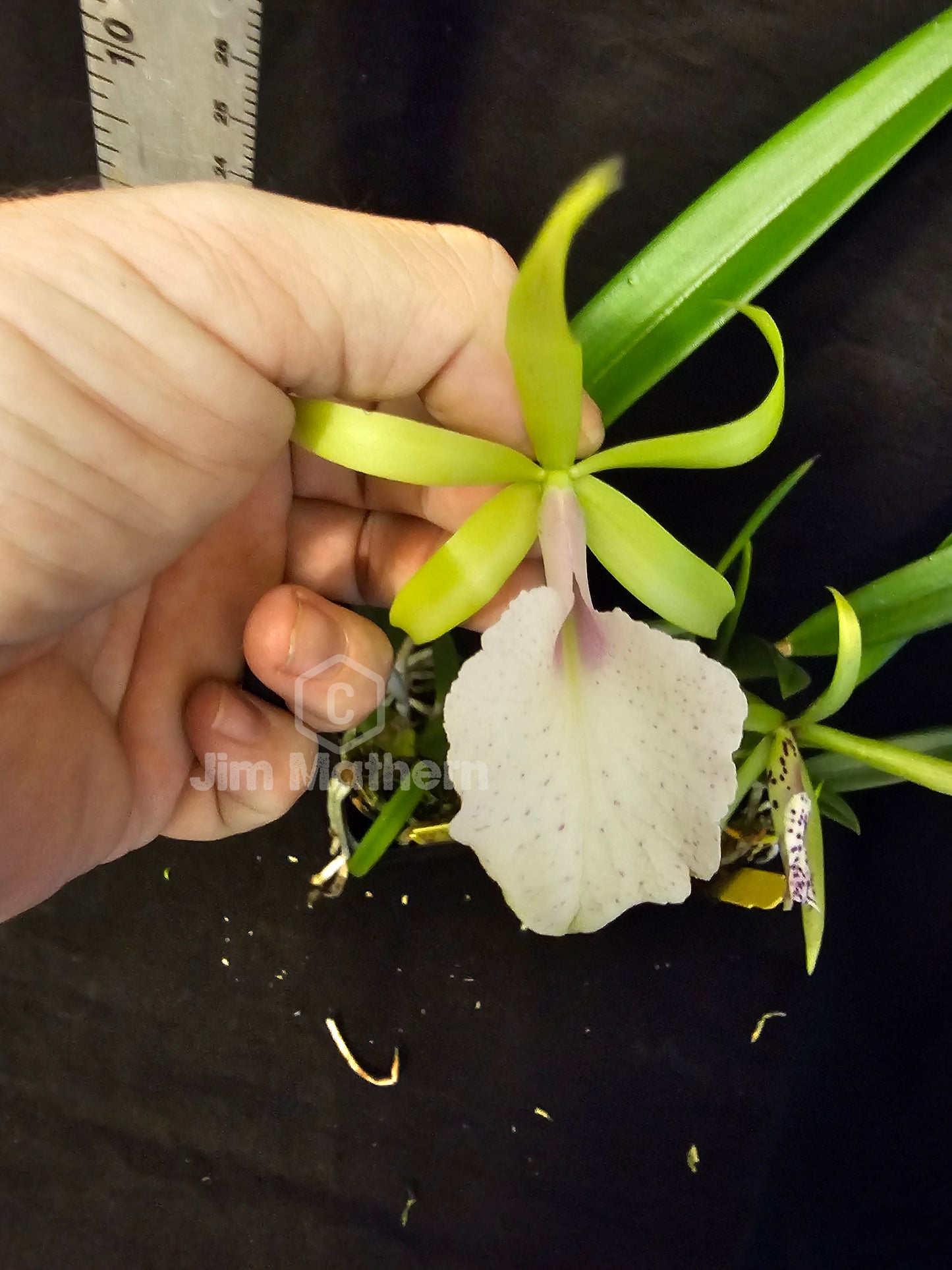 Bc Moi (Cattleya Facelis x Brassavola nodosa) Blooming size nodosa orchid hybrid