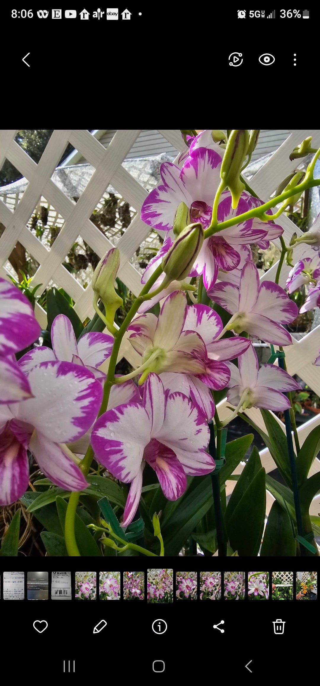 Dendrobium Enobi Purple 'Splash' in spike